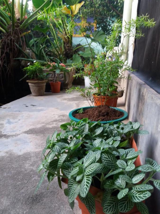 Mazz Homestay Negombo Extérieur photo